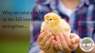 Why we raise baby chicks in the fall instead of springtime.