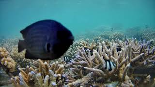 Stream of the day from Fulhadhoo, Maldives on 10 December, 2023