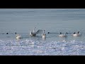 tundra swan calling its friends bird sound and calls