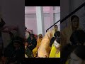 haldi me hasi mazak na ho to maza hi nahi aata hai haldi ceremony video scene haldi rashm video