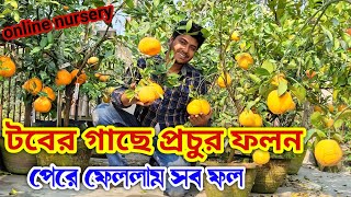 ছাদ বাগান হার্ভেস্টিং //বাগানের সমস্ত ফল পেরে ফেললাম আজকে //এক গামলা ফল// orange harvesting