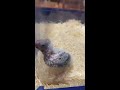 セキセイインコ ひな15日目まるでハゲタカ