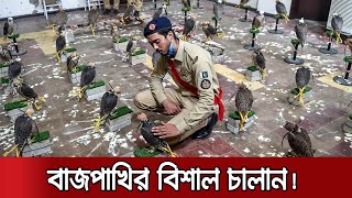 ৭৪টি বাজপাখি পাচার হচ্ছিলো মধ্যপ্রাচ্যে, ধরলো পাকিস্তান পুলিশ | Falcon Smuggling