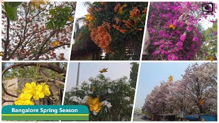 Spring in Bangalore| Pink Flowers Bloom | Garden City | Spring Season |  Cherry Blossom | Beauty