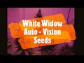 White Widow Autoflower - From seed to harvest