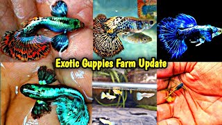 Kolkata Guppy Fish Farm Update|Giveaway Update |Kolkata Guppy Farm|Exotic Guppy Fish Farm Update