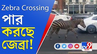 Zebra Crossing Viral Video: জেব্রা ক্রসিং পার করছে জেব্রা!