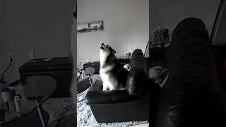 Leaving My Husky Home Alone