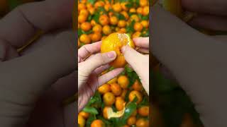 Sugar orange #satisfying #wood #farming #shortsvideo