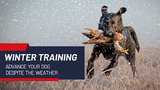 Winter Training: Advance Your Retriever Despite the Weather