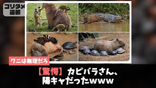 カピバラさん、陽キャだったｗｗｗ【2chスレ】【5chスレ】【話題のニュース】