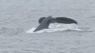 Mendenhall and Whale Watching in Juneau, Alaska