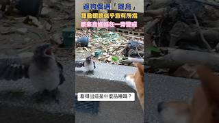 看得出這是什麼品種嗎？ #柴犬 #狗狗 #遛狗 #funny #dogvideo #萌宠 #溫馨