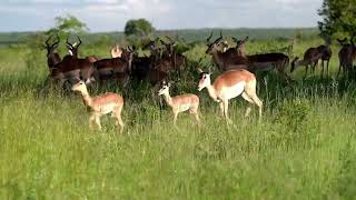 Impala in Kruger Park South Africa.