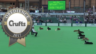 Inter-Regional Obedience - Class A - Stays | Crufts 2017