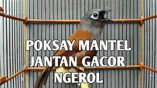 Pancingan POKSAY MANTEL MEDAN gacor dijamin bunyi