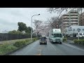 自動車からお花見　千葉県松戸市さくら通り八柱霊園裏