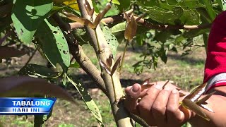 Metode Pruning Beri Banyak Manfaat Bagi Tanaman Buah