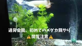 過背金龍 初めての餌やり メダカ ⚠️閲覧注意⚠️ アロワナ飼育 生き餌 アクアリウム