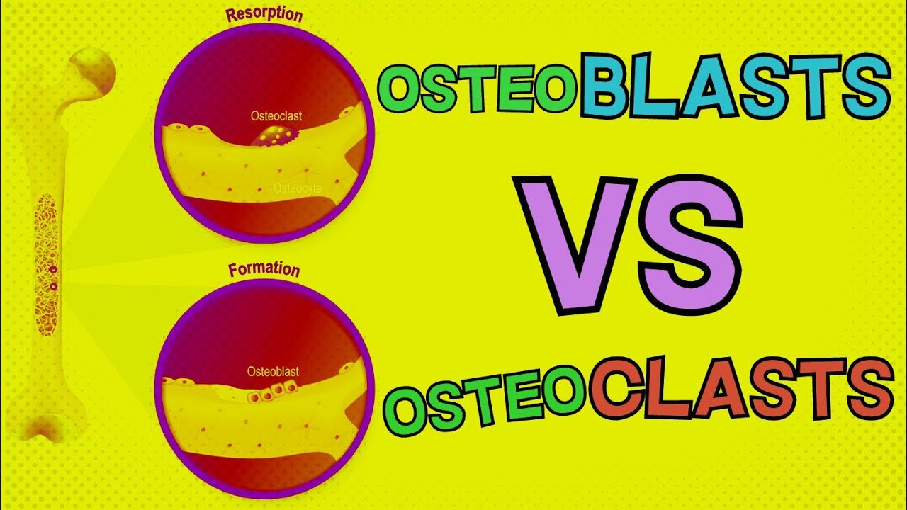 Osteoblasts Vs Osteoclasts How Do They Both Function Bone Remodeling