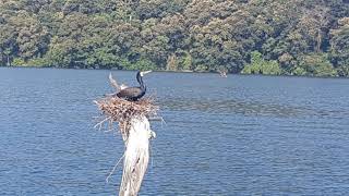 BLACK CORMORANT