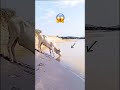 gigantic white cow gigantic white cow wildanimals animallover animalsh parati shorts viral