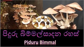 පිදුරු බිම්මල්සාදන රහස්|Piduru Bimmal Cultivations