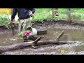 さつまいも大好き！イノシシ姉妹の給餌（井の頭自然文化園） japanese wild boar the day after the typhoon