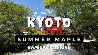 Best season for Kyoto tourism? May to see summer maple! - Kamigamo Shrine