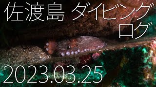 佐渡島 ダイビングログ 2023.03.25 / Sado island Diving Log 25 march, 2023