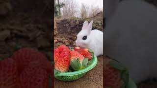 funny animals.9. #funny_animal_videos #funny_animals #funny_moment