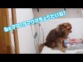 チョコちゃん 泡モコ 始めました♡チワワの泡モコシャンプー？？自宅でシャンプー♡美犬に変身♡