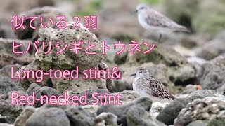 【似ている２羽】ヒバリシギとトウネン Long-toed stint\u0026Red-necked Stint