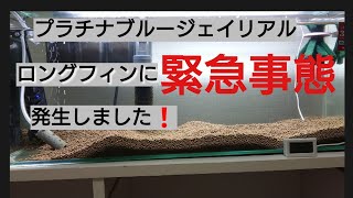 プラチナブルージェイリアルロングフィンが緊急事態です😣