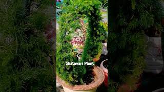 Shatavari Plant #outdoors #nature #plants #garden #gardening