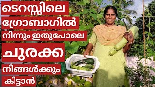 ചുരക്ക കൃഷി | Churakka krishi on terrace in growbag | Malayalam