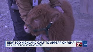 Hamish the Highland Calf to appear on GMA