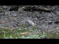 河口湖フィールドセンターのシジュウカラ（幼鳥）の水浴び　その１０（4k60p動画）