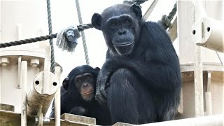 20230525 東山動植物園　チンパンジー　ママに毛づくろいをしてもらうよつばちゃん　ひとりでロープ遊びをしているよつばちゃん