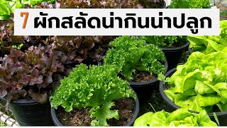 7ผักสลัดน่ากินน่าปลูก (Seven lettuce varieties) Farm Station