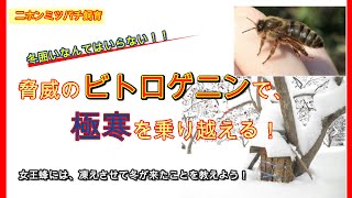 【趣味のニホンミツバチ養蜂】ニホンミツバチの越冬には、冬囲いなんていらない！女王蜂に冬の到来を知らせて、十分に凍えさせましょう♪