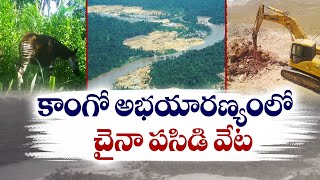 Chinese Gold Mining In UN Heritage Wildlife Reserve | వన్యప్రాణి సంరక్షణ ప్రాంతంలో చైనా పసిడి వేట