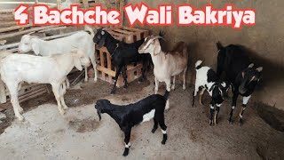 4 bachche wali Bakriya in Hyderabad Sun City | saste desi goats available in Hyderabad