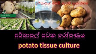 අර්තාපල් පටක රෝපණය|potato tissue culture