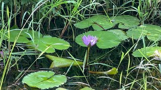 Exploring Tampines Eco Green: A Hidden Nature Paradise in Singapore