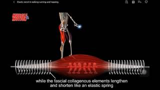 Elastic recoil in walking running and hopping