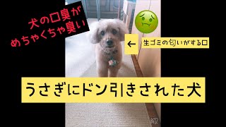 犬の口臭が臭すぎてドン引きするうさぎの態度がこちら