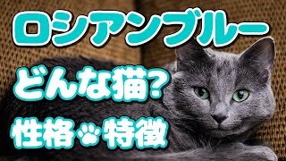 ロシアンブルーってどんな猫？😻かわいいロシアンブルーの特徴や性格をまとめたよ🐱Personality and points of the Russian Blue Cat