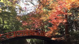 2019 日本京都賞楓自由行(4K) - 第四天 自行車一日遊 北野天滿宮(part1)