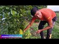 vietnam super early jackfruit plant वियतनाम सुपर अर्ली कटहल का पौधा hybrid jackfruit plant